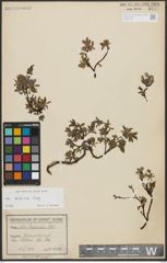 Foto von Salix alpina Scop.